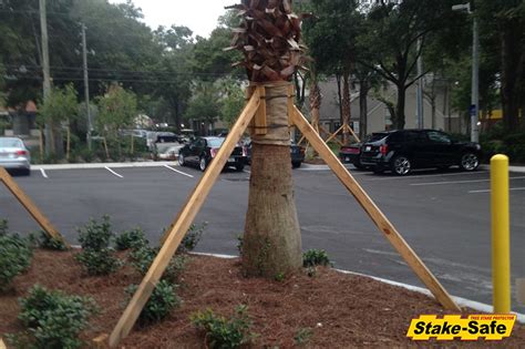 How To Brace A Palm Tree [Guide!].